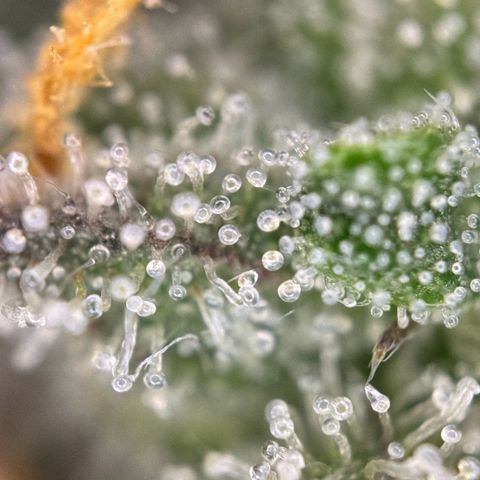 Runtz Auto growlog timeline photo
