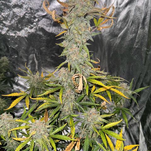 Runtz Auto growlog timeline photo