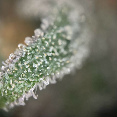 Runtz Auto growlog timeline photo