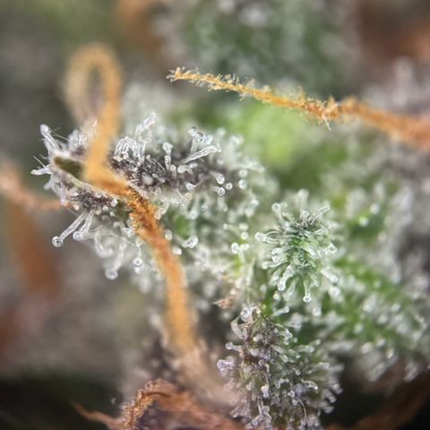Runtz Auto growlog timeline photo