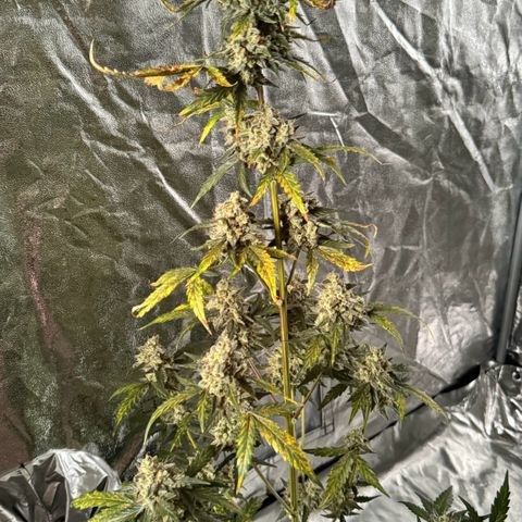 Fruit Punch Auto growlog timeline photo