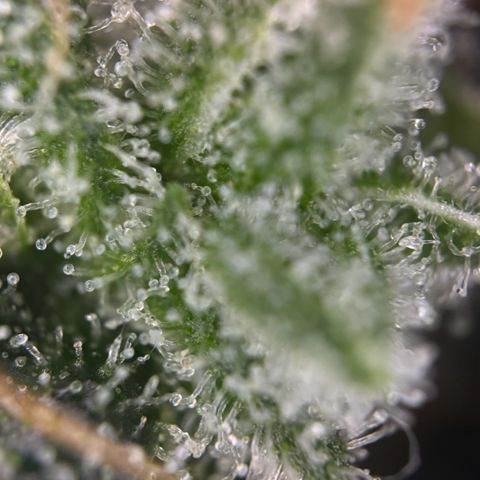 Fruit Punch Auto growlog timeline photo
