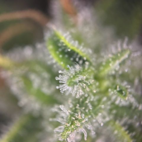 Runtz Auto growlog photo: Das ist die 2/2 die folgt in 3-4 Tagen zum trocknen 