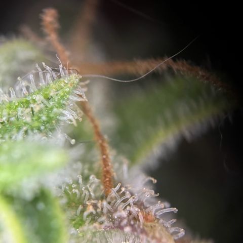 Runtz Auto growlog photo: Das ist die 2/2 die folgt in 3-4 Tagen zum trocknen 