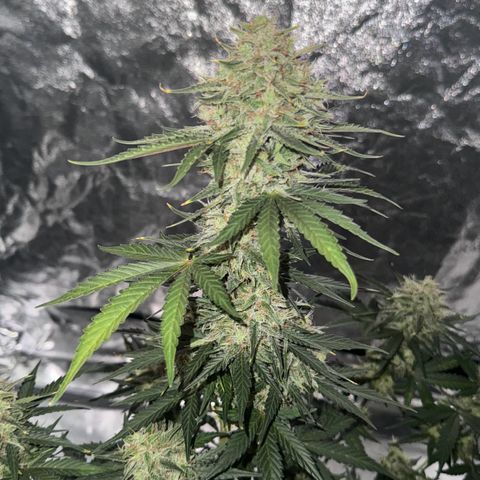 Runtz Auto growlog photo: 2/2 aufgehängt zum trocknen
