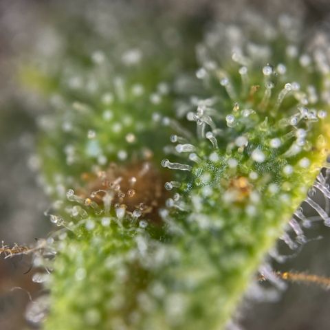 Fruit Punch Auto growlog photo: Zum trocknen aufgehängt 