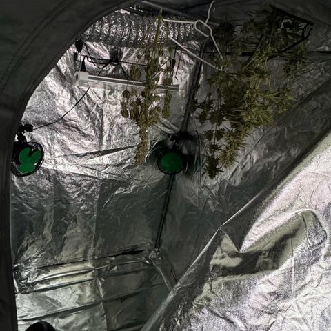 Fruit Punch Auto growlog timeline photo