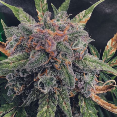 Runtz Auto growlog in Growbox 120x120x200