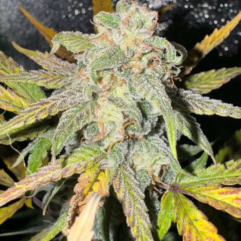 Fruit Punch Auto growlog in Growbox 120x120x200