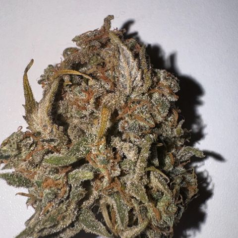 Runtz Auto growlog photo: Trockener Bud