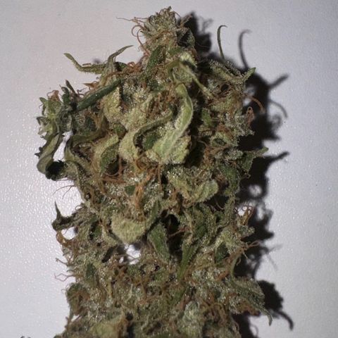 Fruit Punch Auto growlog photo: Trockener Bud