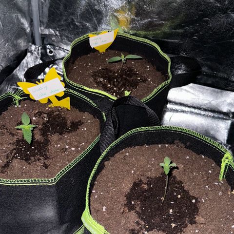 Wedding Cake Auto growlog timeline photo