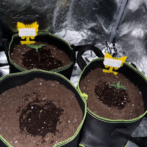 Sunset Sherbet Auto growlog timeline photo