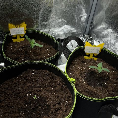 Sunset Sherbet Auto growlog timeline photo