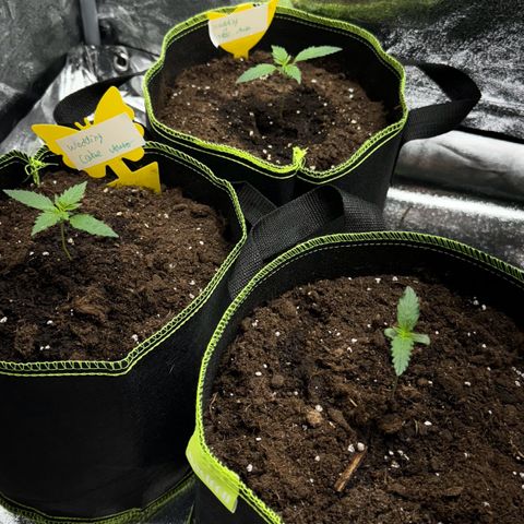 Wedding Cake Auto growlog timeline photo