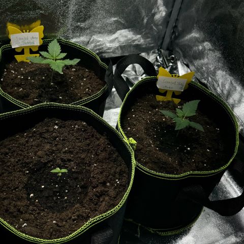 Sunset Sherbet Auto growlog timeline photo