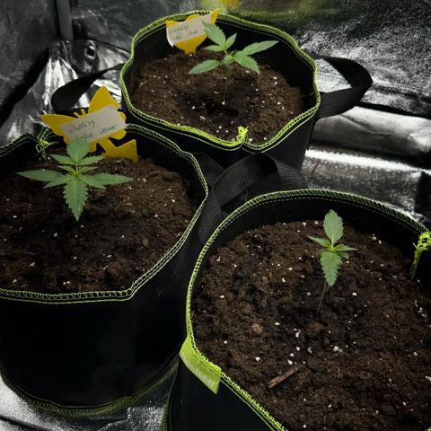 Wedding Cake Auto growlog timeline photo