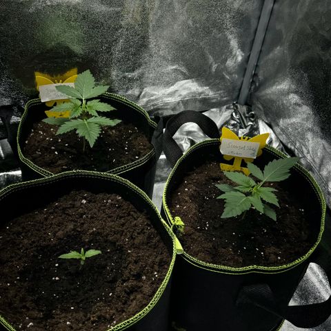 Sunset Sherbet Auto growlog timeline photo