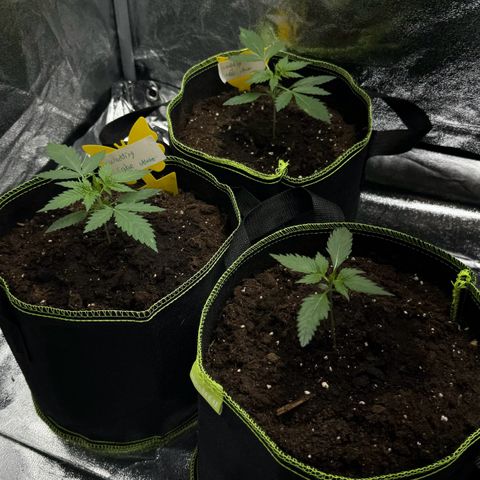 Wedding Cake Auto growlog timeline photo