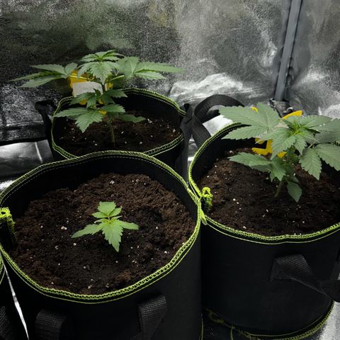 Sunset Sherbet Auto growlog timeline photo