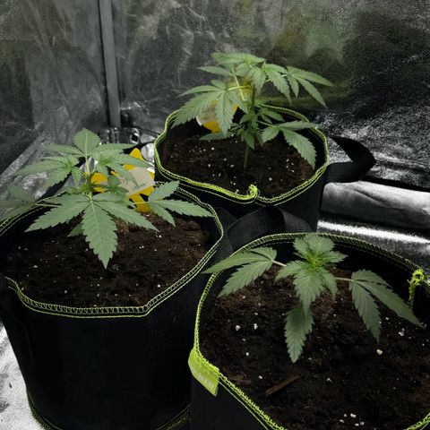 Wedding Cake Auto growlog timeline photo