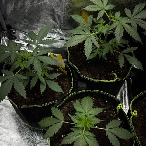 Wedding Cake Auto growlog photo: Obere 2 wurden getoppt