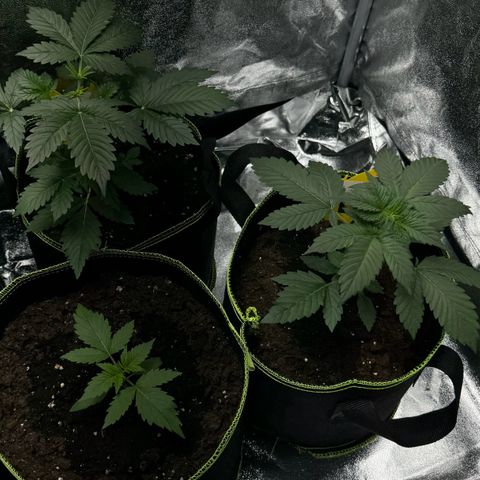 Sunset Sherbet Auto growlog photo: 1/3 wurde getoppt oben 