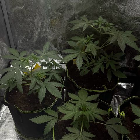 Wedding Cake Auto growlog timeline photo