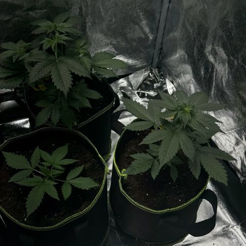 Sunset Sherbet Auto growlog timeline photo