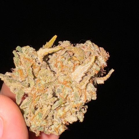 Runtz Auto growlog photo: Fertig gecured 