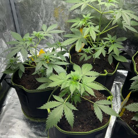 Wedding Cake Auto growlog timeline photo