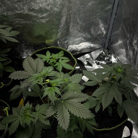 Sunset Sherbet Auto growlog timeline photo