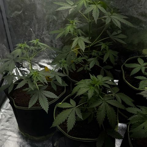 Wedding Cake Auto growlog timeline photo