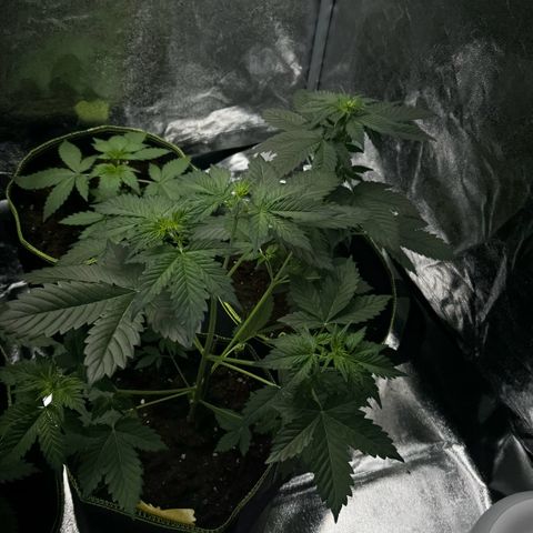 Sunset Sherbet Auto growlog timeline photo