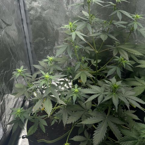 Wedding Cake Auto growlog timeline photo