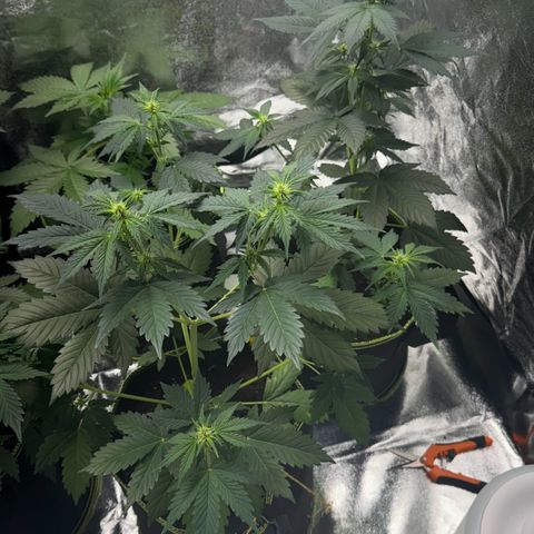 Sunset Sherbet Auto growlog timeline photo
