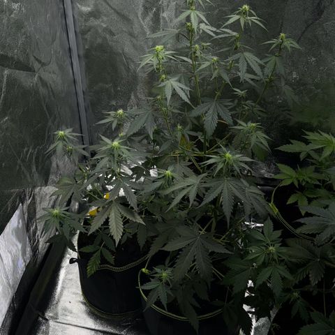 Wedding Cake Auto growlog timeline photo