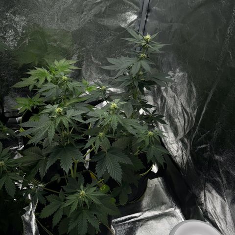 Sunset Sherbet Auto growlog timeline photo
