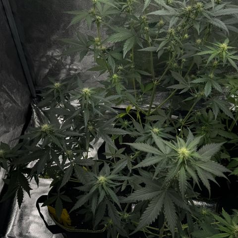 Wedding Cake Auto growlog timeline photo