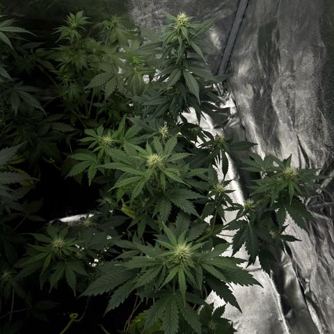 Sunset Sherbet Auto growlog photo: Bisschen getrimmt, größere Blätter entfernt 