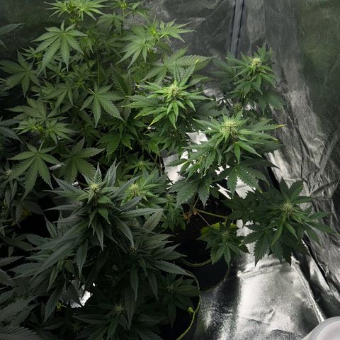 Sunset Sherbet Auto growlog timeline photo