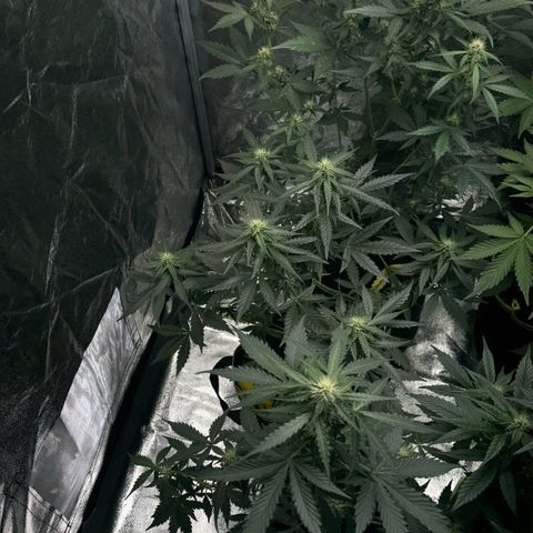 Wedding Cake Auto growlog timeline photo