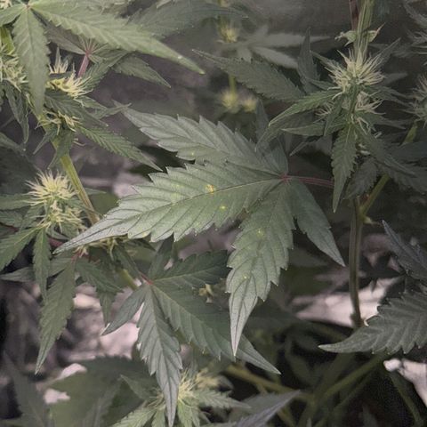 Wedding Cake Auto growlog timeline photo
