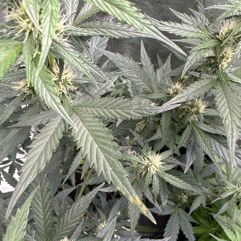 Wedding Cake Auto growlog photo: Hab die Lampe höher gehängt ca 20cm Anzeichen von Sonnenbrand 