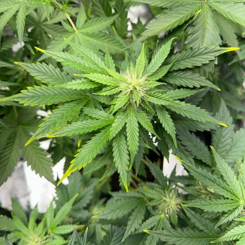 Sunset Sherbet Auto growlog photo: Anzeichen auf Stickstoffmangel, Rand Blätter werden langsam gelb.