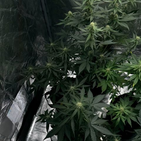 Wedding Cake Auto growlog timeline photo