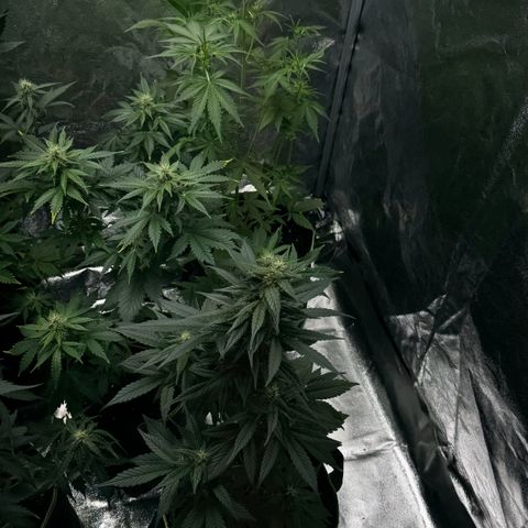 Sunset Sherbet Auto growlog timeline photo