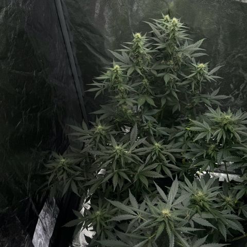 Wedding Cake Auto growlog timeline photo