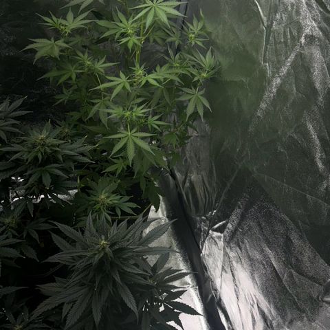 Sunset Sherbet Auto growlog timeline photo
