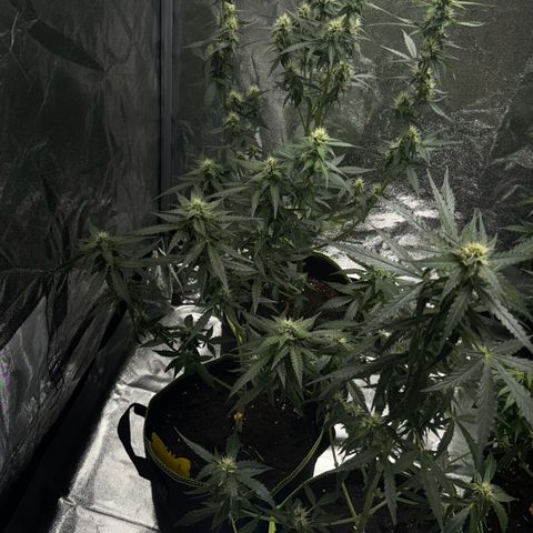 Wedding Cake Auto growlog photo: 3/3 lollipopped 